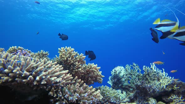 Underwater Scene Life alt