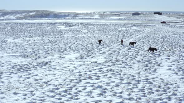 A Pack of Wild Icelandic Horses in Snowy Conditions alt