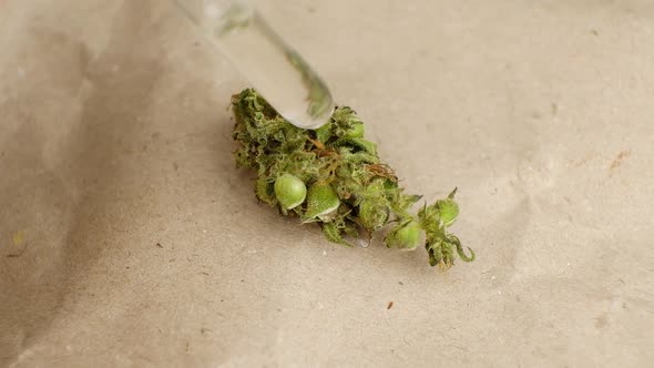 Soak a Dry Cannabis Bud with Drops of THC Concentrate Close Up alt