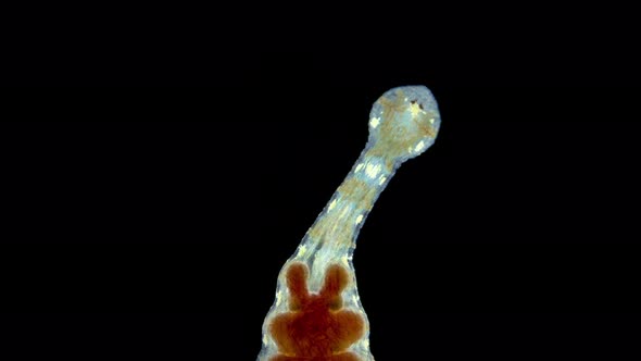 Leech of the Family Glossiphoniidae Under a Microscope Order Rhynchobdellida alt