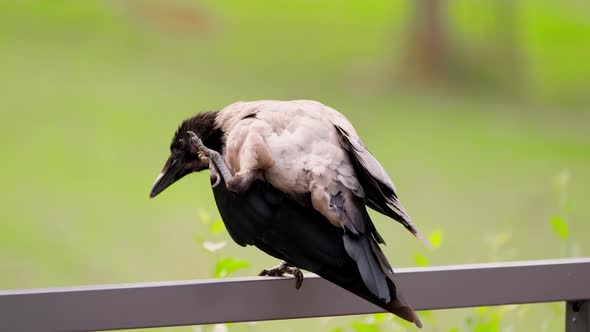 Raven Bird Sits on the Edge, Itches and Takes Off