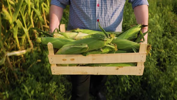 Top View of Farmer Carrying Box with Rich Harvest of Selected Ripe Corn alt
