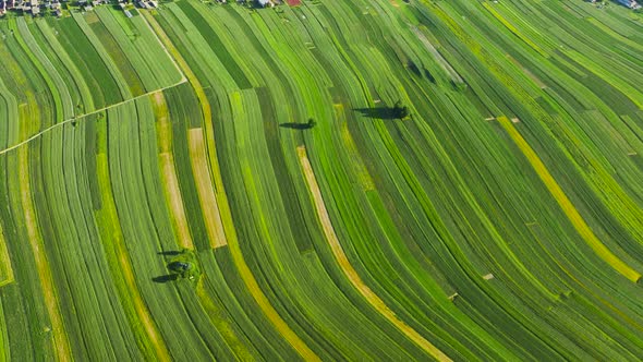 Aerial View of Decorative Ornaments of Diverse Green Fields and Houses Arranged in a Line Along the alt