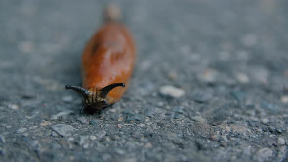 Slug Crawl On The Road alt