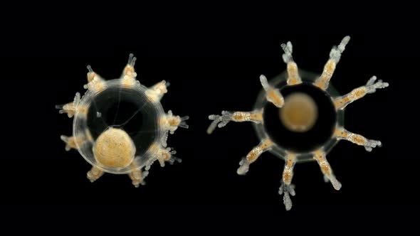 Small Medusa Under a Microscope, Class Hydrozoa, Type Cnidaria, Family: Cladonematidaesize, About 2 alt