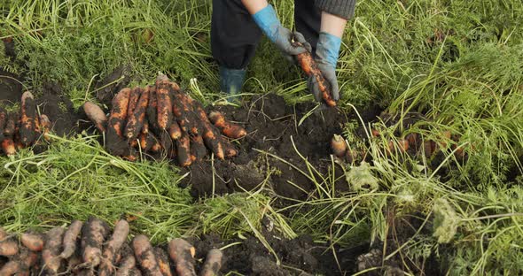 Female Hands Pluck Carrots In The Field And Shake The Ground alt