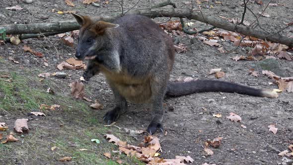 Swamp wallaby (Wallabia bicolor).