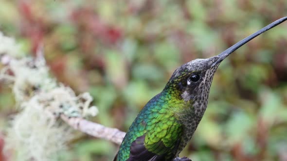 Costa Rica Talamanca Hummingbird (eugenes spectabilis) Close Up Portrait of Flying Bird Landing on B alt