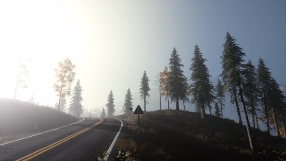 Calm Moody Forest in Misty Fog in the Morning alt