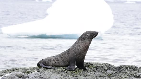 Antarctic Fur Seal Close Up on Beach