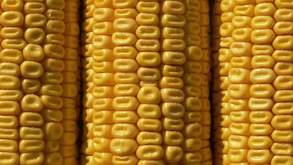 Closeup view on ready yellow corn. Above view alt