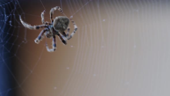 Spider Entering the Frame and Spinning Web