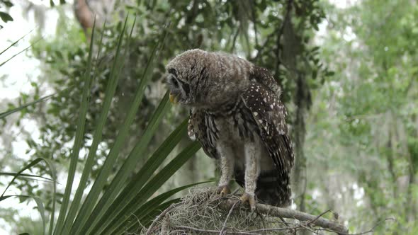  Young Barred Owl Looking Around