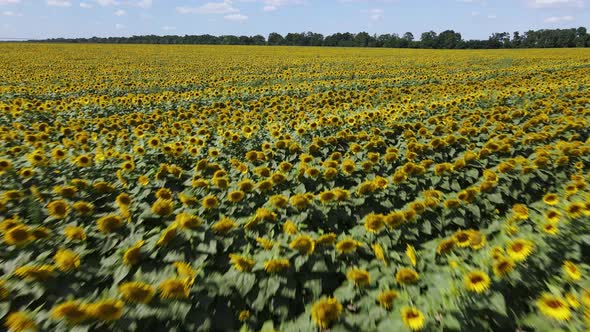 Large Field with Sunflowers on a Sunny Summer Day alt
