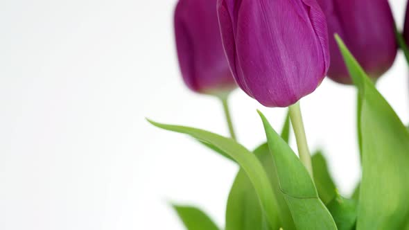 Purple tulips isolated on white background	