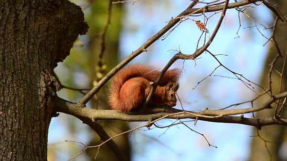 Squirrel on a tree branch. Shooting autumn. alt