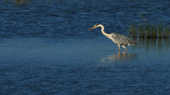 Grey heron, Ardea cinerea, Camargue, France alt