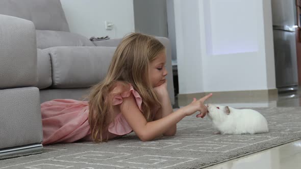 Guinea Pig Plays with a Girl a Girl Lies on a Gray Carpet Playing with a Cute White Guinea Pig