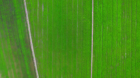4K Aerial Wide view of Beautiful green rice fields in the rural of Thailand alt