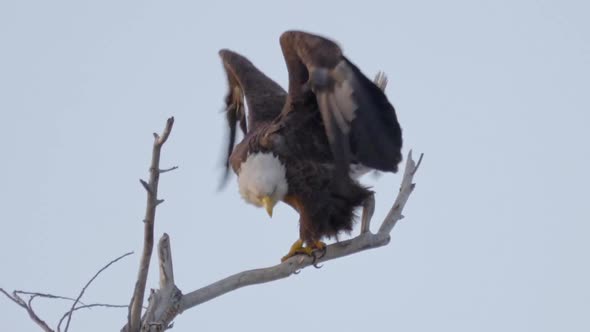 Bald Eagle Call with Audio