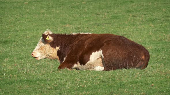 Cow Resting And Chewing The Grass alt