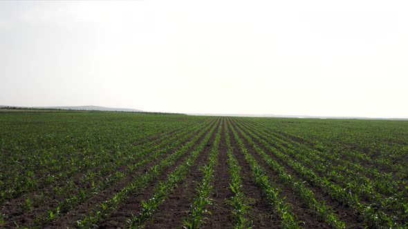 Well designed perspective view from plant field