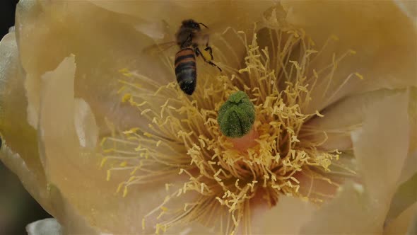 A bee foraging a Opuntia ficus-indica flower. alt