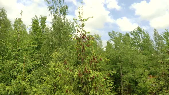 Young growing spruce blossom on a tip of branch spring, beautiful new cones in spruce. alt