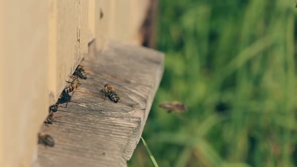 Bees take off for work from a beehive and come back with nectar.