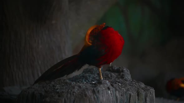 Golden Pheasant Cleans Its Feathers