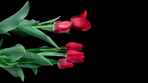 Growth Flowering and Wilting of a Bouquet of Tulips on a Black Background Time Lapse alt