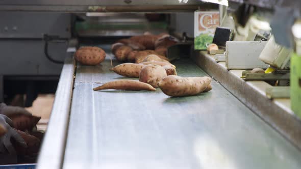 Sorting of and packing sweet potatoes in an agricultural packing facility alt