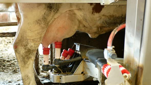Robotic Cow Milking Machine Unique Intelligent Robotic Arm Detail Laser Guided Teat Attachment