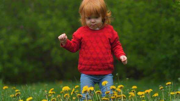 Close-up of Little Happy Funny 2 Year Old Girl Holds in Hands Dandelion, Smiles and Laughs in Summer