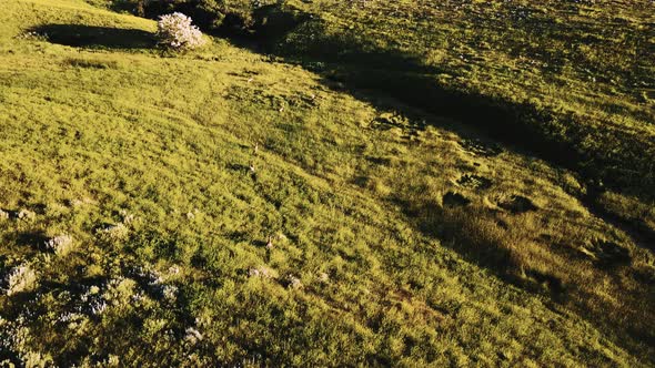 Drone Follows Flock of Wild Deer Running in Breathtaking Pastoral Grassland Landscape of Prairie alt
