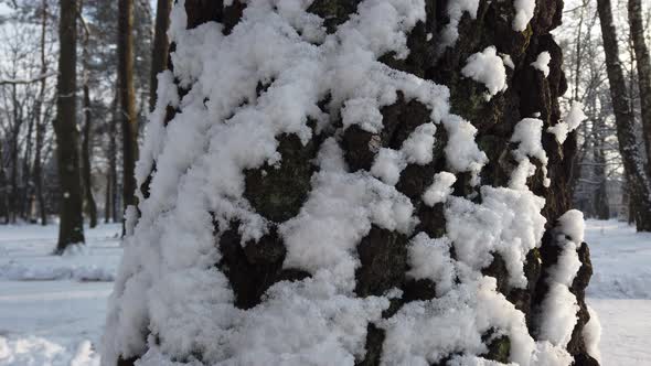 Snow covered trees in a winter park. alt