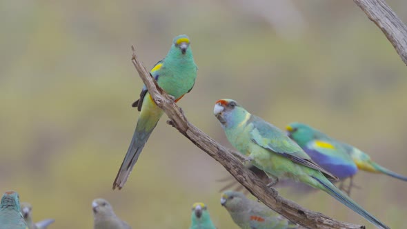 slow motion shot of a mallee ringneck biting two mulga parrots alt