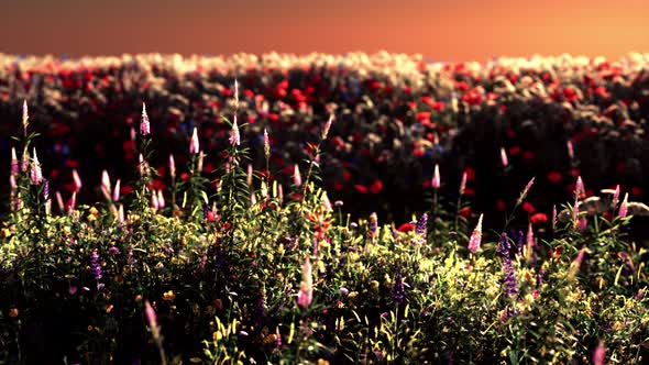 Field with Flowers During Summer Sundown alt