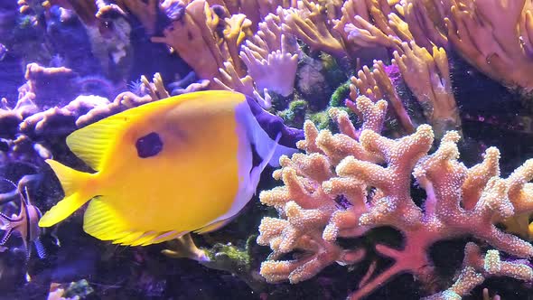 Surgeonfish Foxface Rabbitfish alt