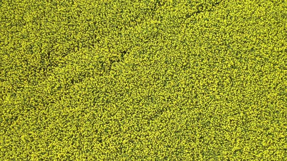 Rapeseed Field 18 alt