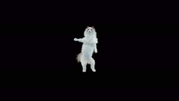 Cat Dancing 4K alt