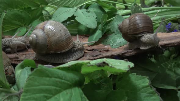 From The Life Of Grape Snails alt