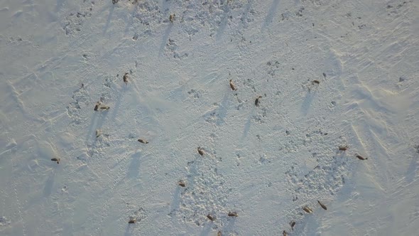 Aerial Drone Footage of Caribou Grazing on the Tundra in Arctic Alaska During Winter alt