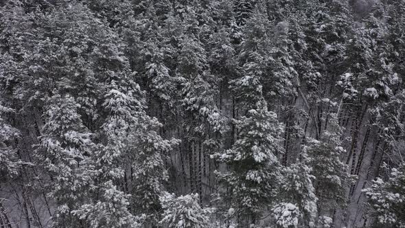 Aerial View of Winter Pinetree Forest Covered By Snow