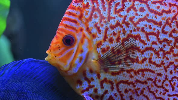 Close Up View of Gorgeous Checkerboard Map Discus Aquarium Fish.