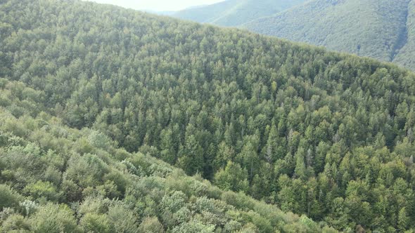 Forest in the Mountains. Aerial View of the Carpathian Mountains in Autumn. Ukraine alt