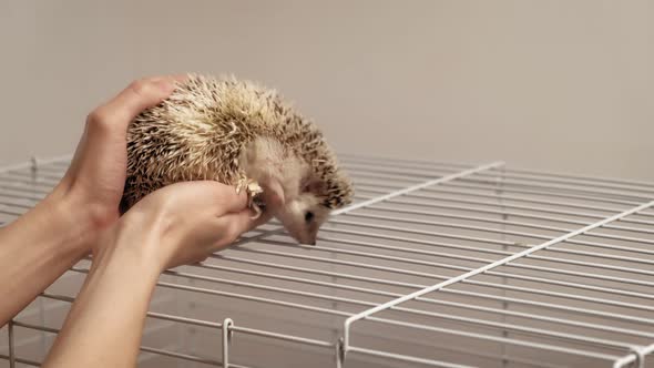 A Man Holds a Hedgehog Pet in His Hands