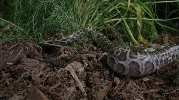 Slithering juvenile Burmese python in the grass alt