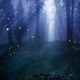 Fireflies in a magical forest HD - VideoHive Item for Sale
