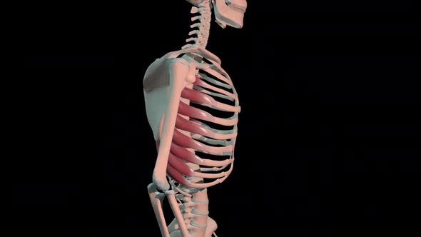 Serratus Anterior Muscles Full Rotation Loop alt